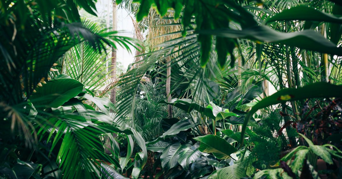 Dense tropical forest with an abundance of large, green leaves and tall palm trunks.
