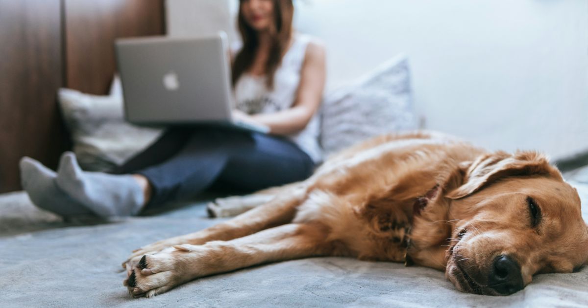 A golden retriever sleeping on a bed with a person using a laptop in the background.