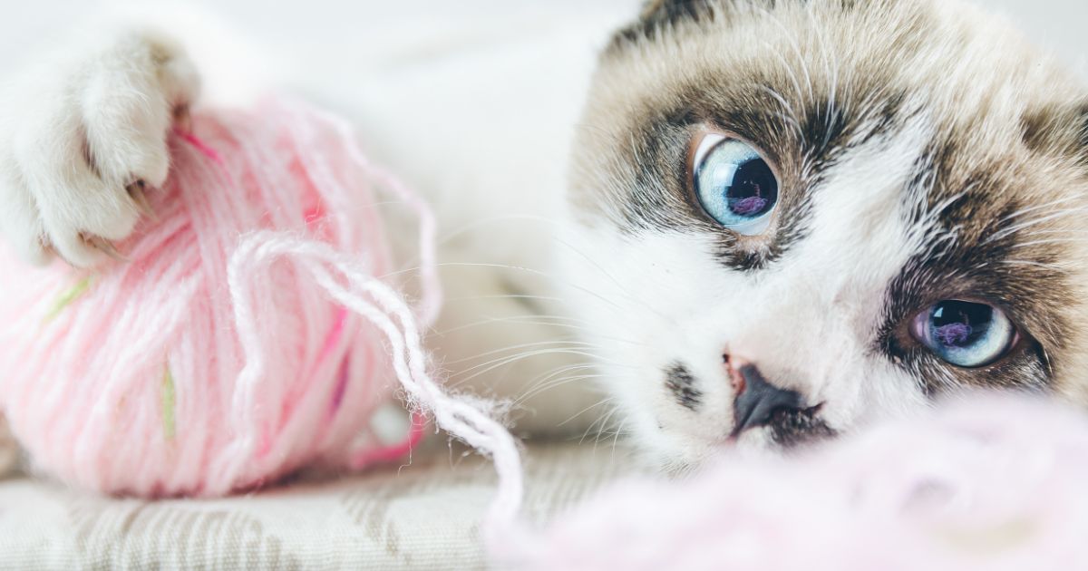 A content cat resting on a couch, with a bright ball of yarn beside it, creating a warm, playful scene symbolizing Information Architecture Redesign.