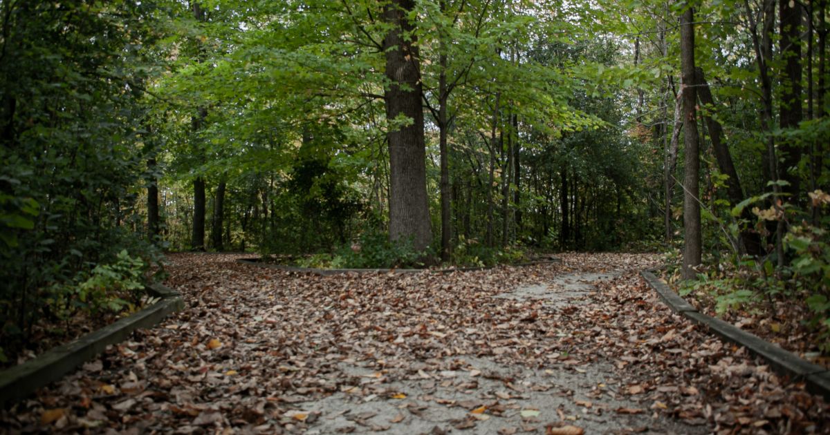 A serene path winding through a wooded area, with colorful leaves scattered on the ground representing the default effect in UX.
