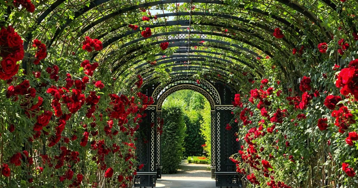 A garden walkway bordered by vibrant red roses, creating a picturesque and inviting atmosphere representing research methods for long-term product health.